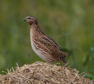 Foto: Morten Kersbergen / birdphoto.no